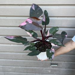 8” pink princess philodendron