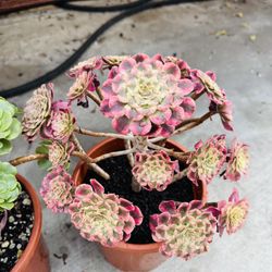Aeonium Golden Swarkin Plant