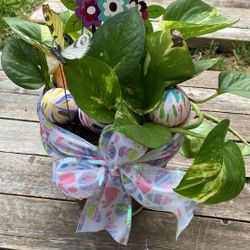 Planta Natural Maceta Barro Seis Cascarones Confeti Easter 🐣 