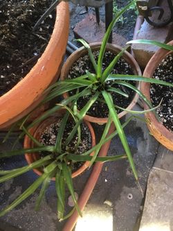 Bromeliads plant