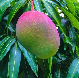 Grafted   Mango   Tree