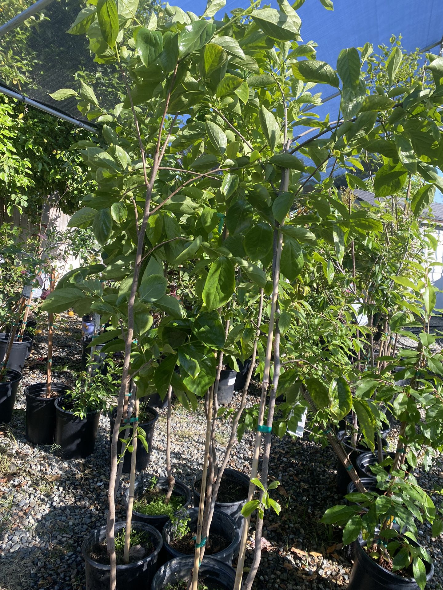 Fruit Trees