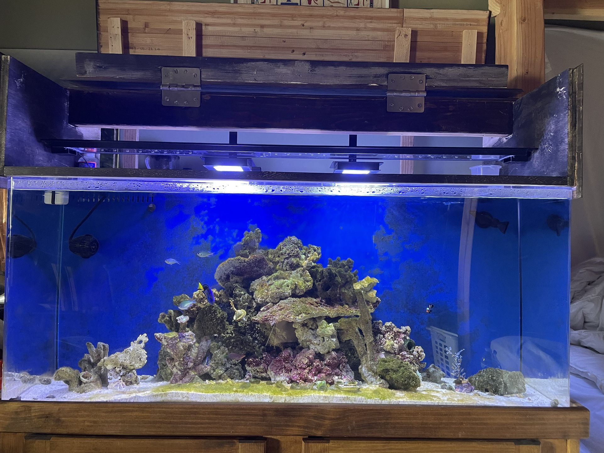 Saltwater Aquarium