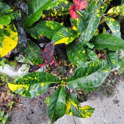 Crotons Plants 
