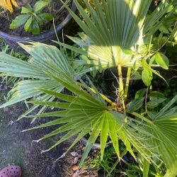 Small Fan Palm Tree 