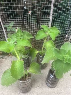 Mexican oregano Plant  (oregano cubano) Vick’s