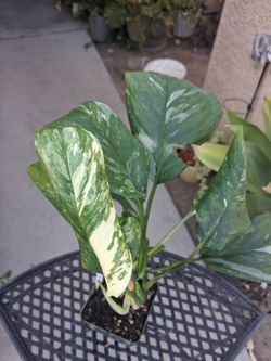 Monstera Lecheriana Albo Variegated Plant $25
