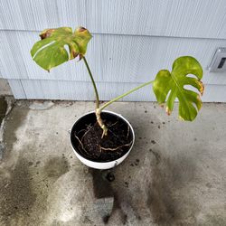 Free Monstera 