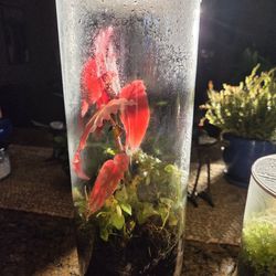Glass Cylinder Terrarium 6"x16"