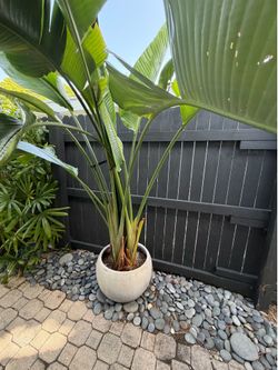 🌴 Large Tropical Banana Palms in Modern Concrete-Look Planters 🌴