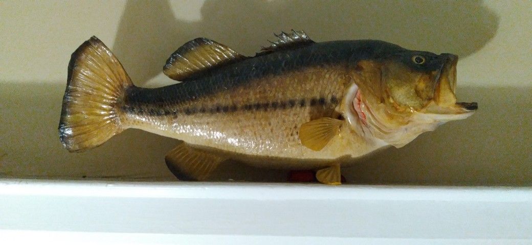 Real Stuffed Large Mouth Bass