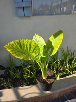 Elephant ear plant