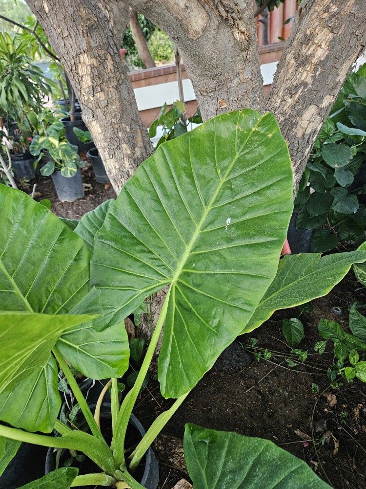 15 Gallons Elephant Ear Plant 