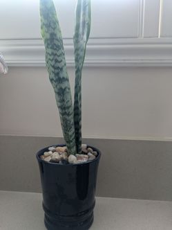Snake plant Sansevieria plant