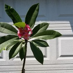 Hawaiiana plant. Plumeria.  Planta