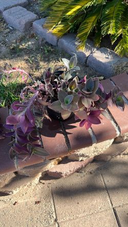 Patio Plant In One gallon pot
