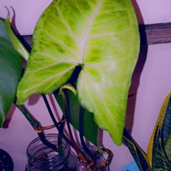 Fully Rooted  Syngonium Arrowhead Plant