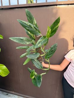 6” xxl monstera Standleyana aurea