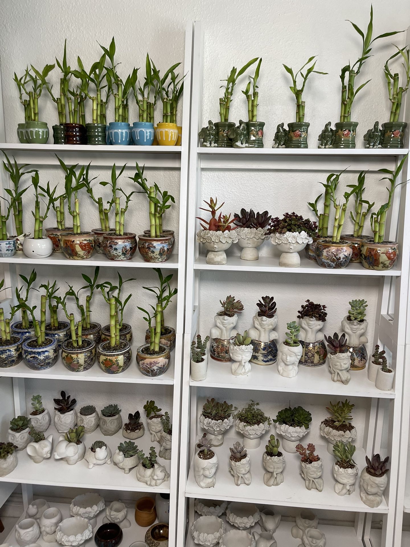 Succulent Plants-Lucky Bamboo Plants ($5 each )