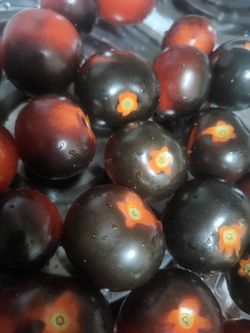 Rare Organic Akoya Black Container Tomato Plants! 2026 SEASON EARLY RELEASE! Available Now! Why grow the same boring plants the neighbors have? Make y