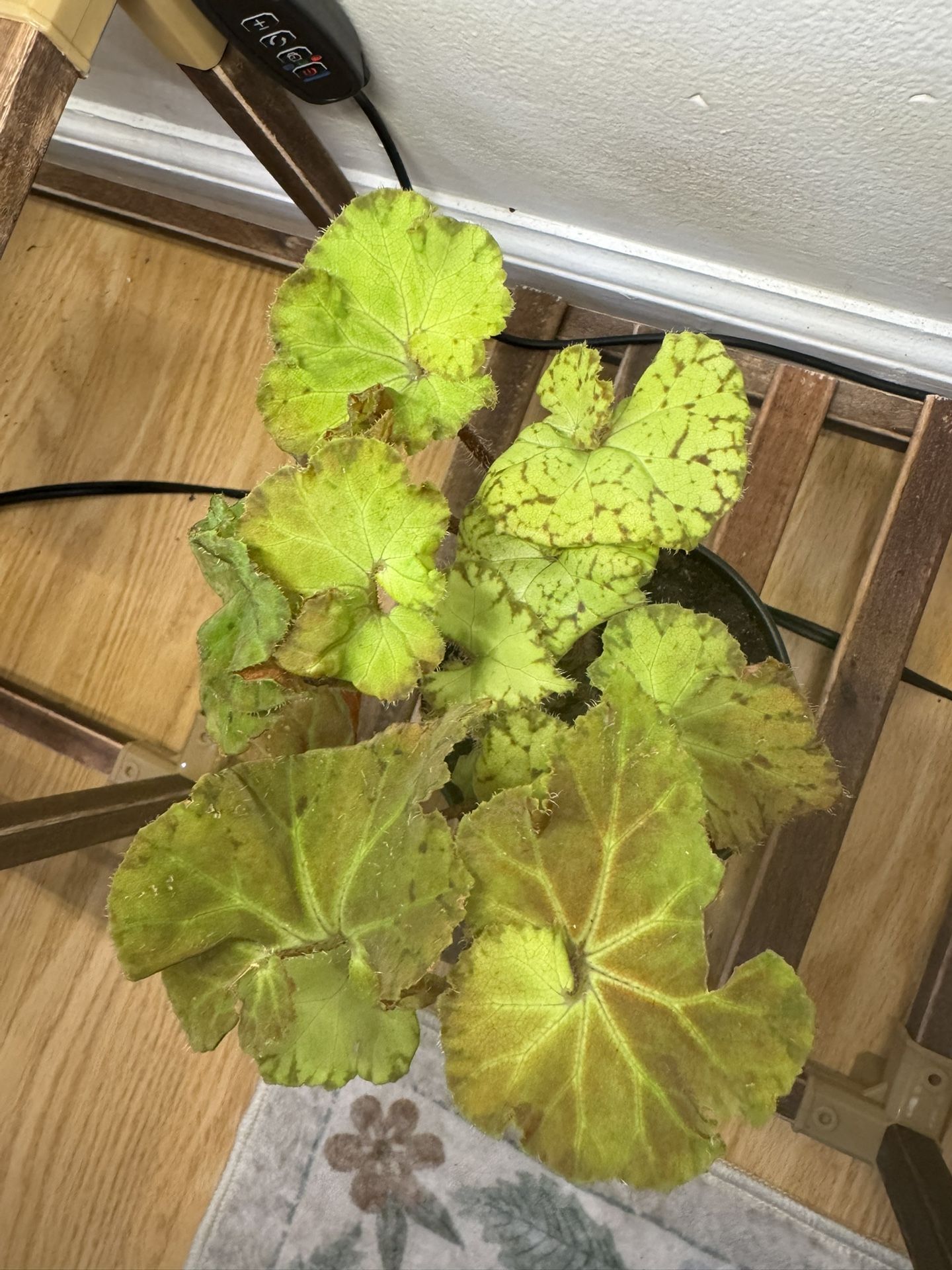 Begonia