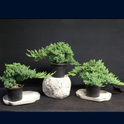 Juniper Pre Bonsai 