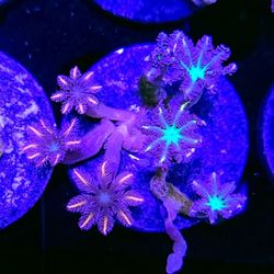 Soft Coral 10 Piece Pack WYSIWYG 