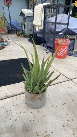 Aloe Vera plant