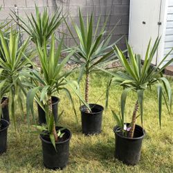 Cane Yuccas