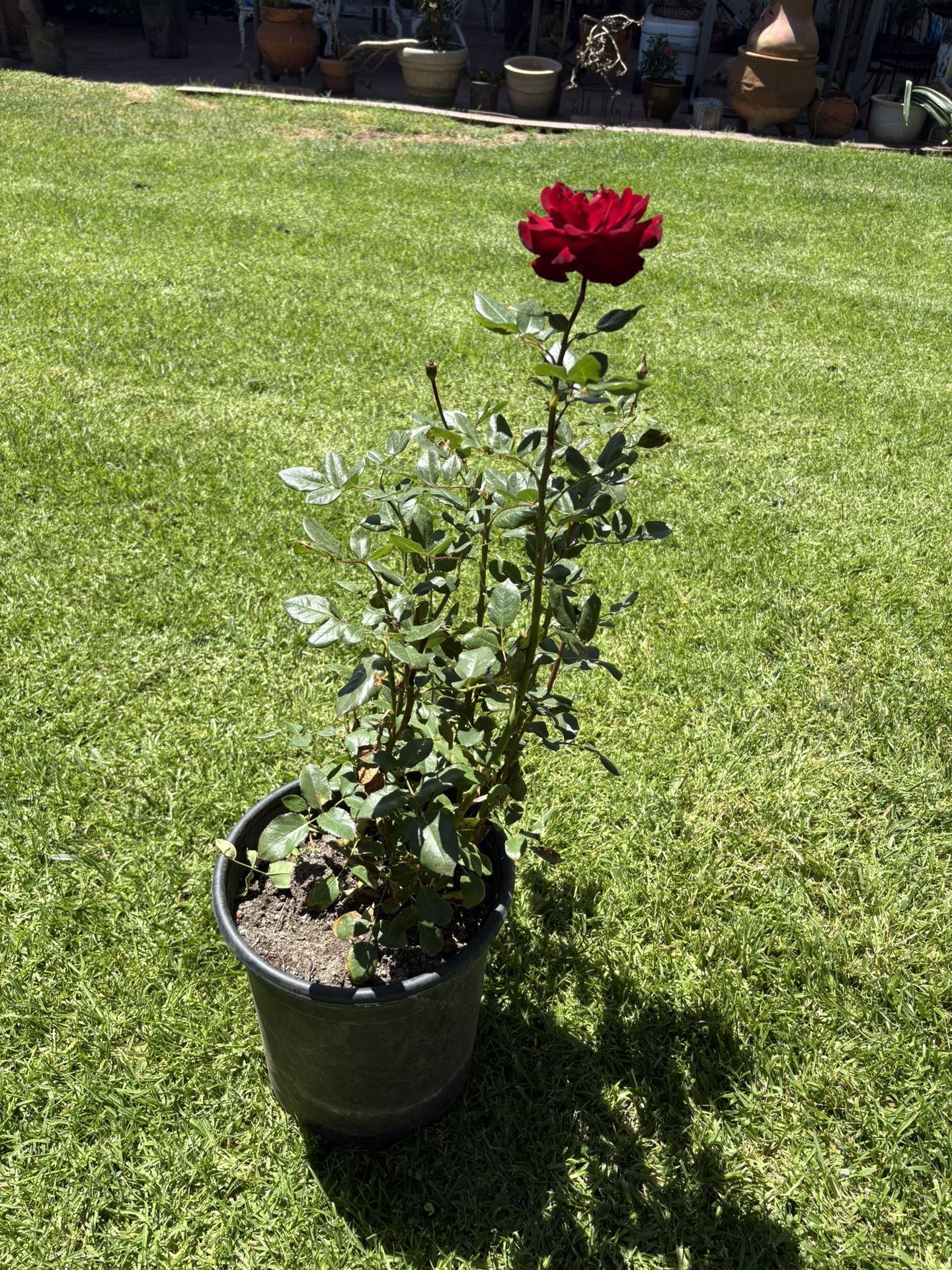 Roses