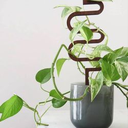 Lush Trailing High Variegation Pothos Money plant/ indoor plant/ house plant/ flower patio garden