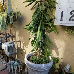 Tall plant
