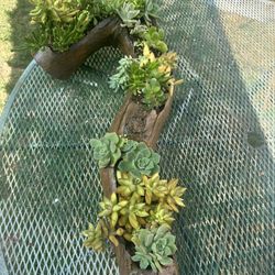 Log Succulents 