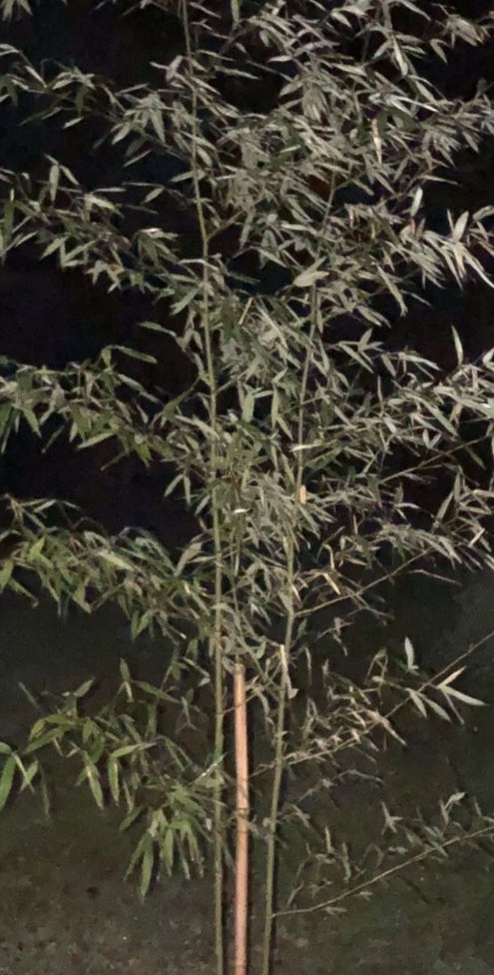 Bamboo Plants (UP TO 8 INCHES TALL) LIVE AND HARDY
