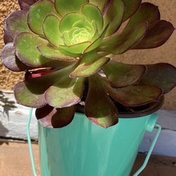 Small Natural Succulent Plant 