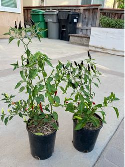 BLACK COBRA & SUPER CHILI PEPPER in one pot
