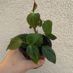 Beautiful Philodendron Micans Plant
