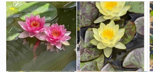 Water Lilly Plant for sale $25 for each pot