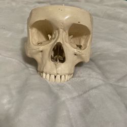 Anatomically Correct Skull