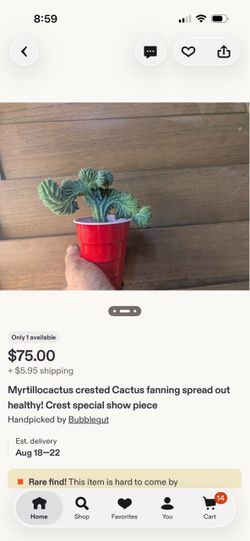 Cactus