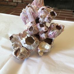 Purple Acorn Barnacle