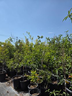 Experienced Gardener