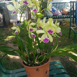 Orchids 