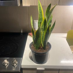 Snake Plant