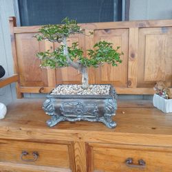 Boganvilia Bonsai 