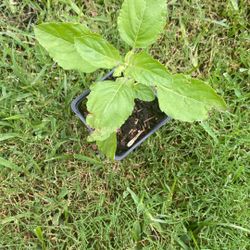 Tulsi Basil 