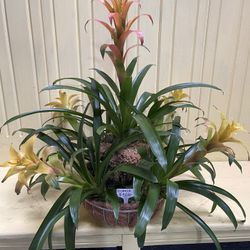 Bromeliad arrangement 