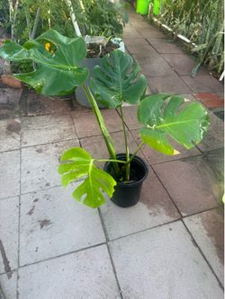 Monstera