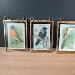 Vintage Arm And Hammer Bird Identification Cards In Gold Pressed Frames 