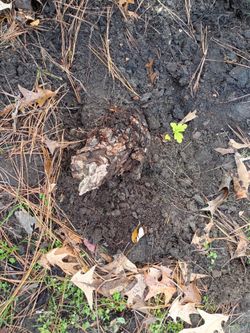 Free Sassafrass Roots, Little Tree And Large Tree